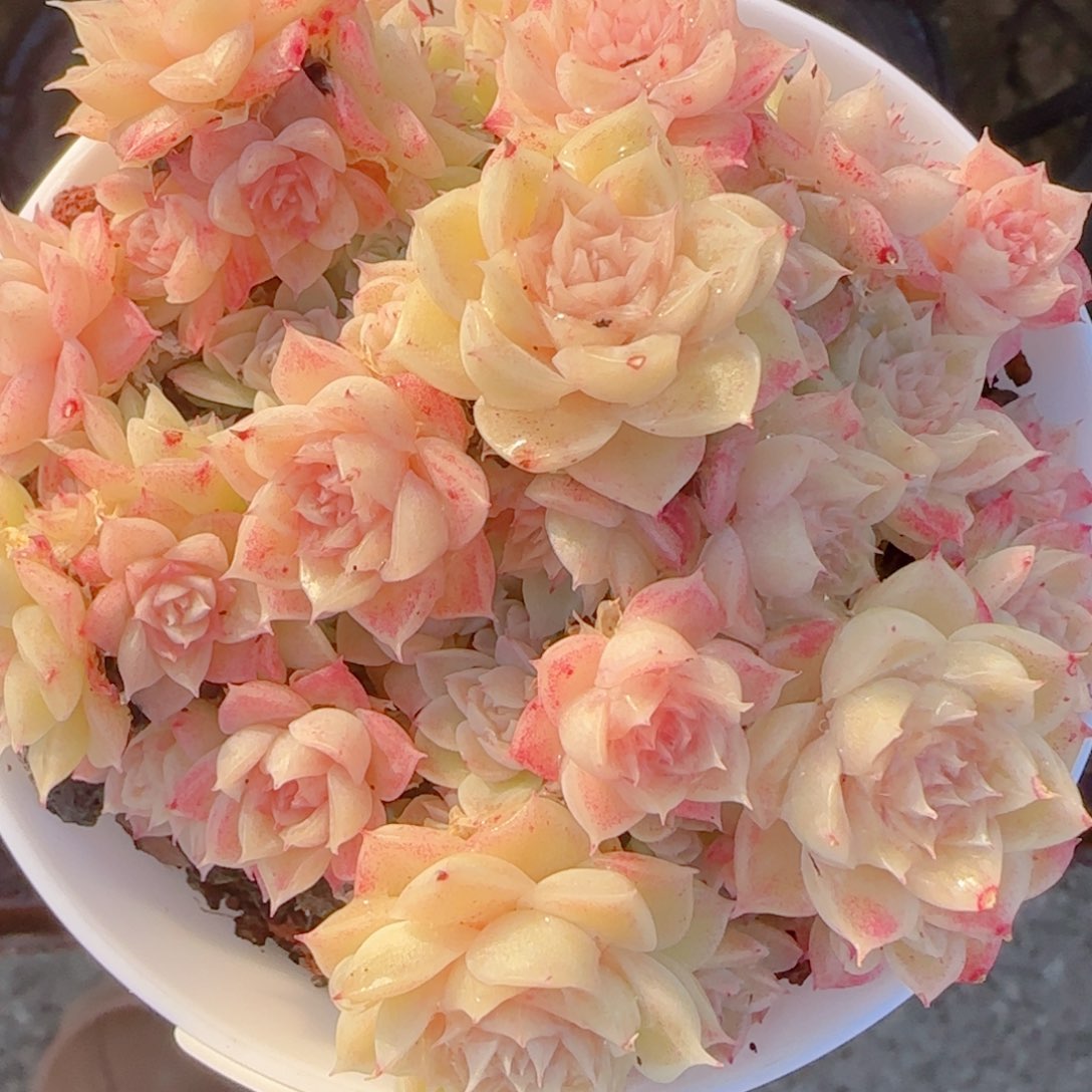 夏***甜花语多肉1227-303散