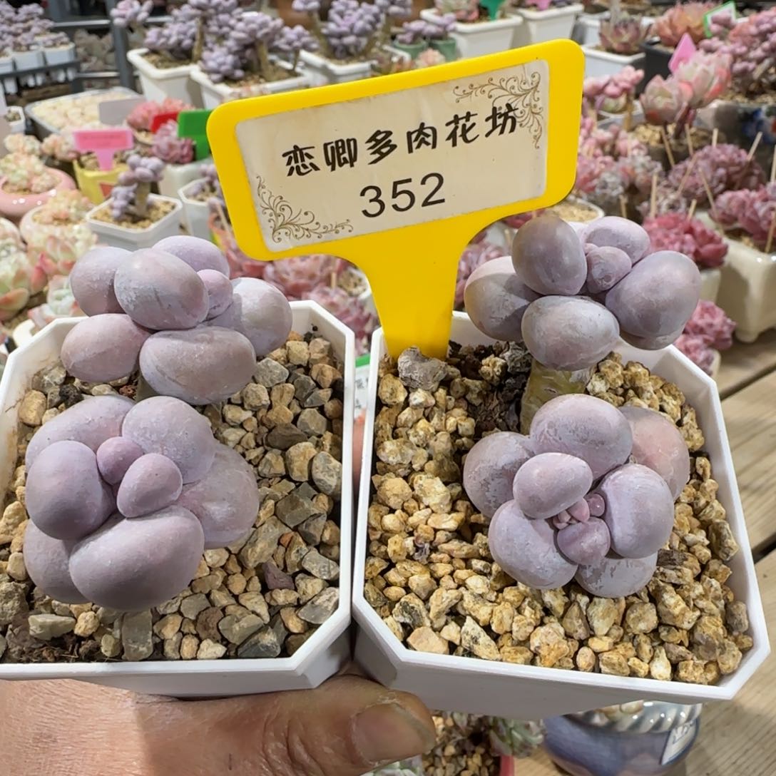 352烟美人奶老桩无砍0000