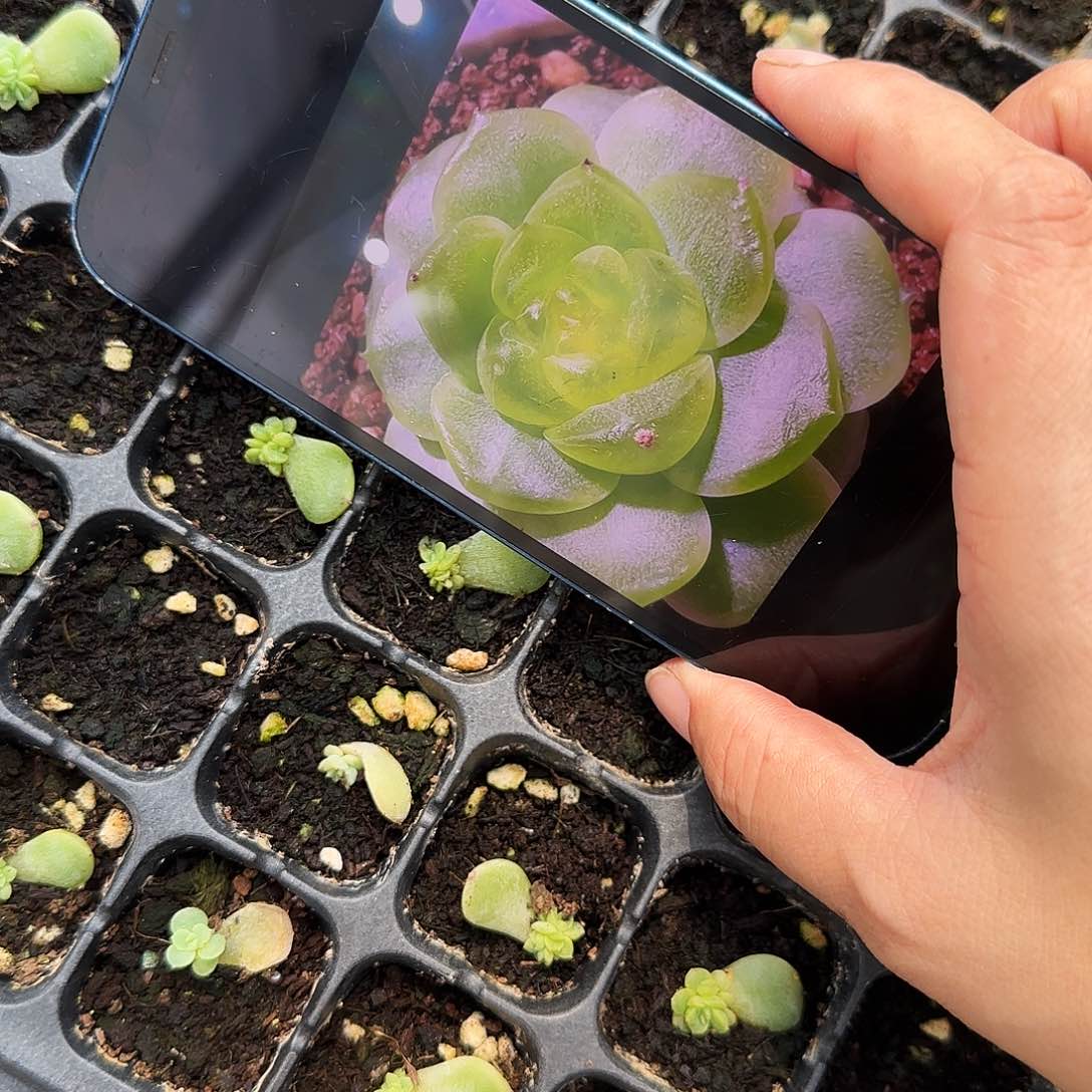 无尽灯 芝麻一个满25包邮