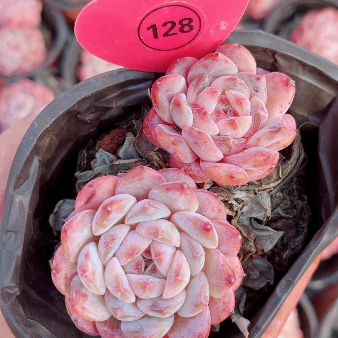 128号小老桩糖钻双头