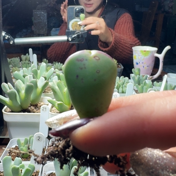 何***解多肉植物一物一拍