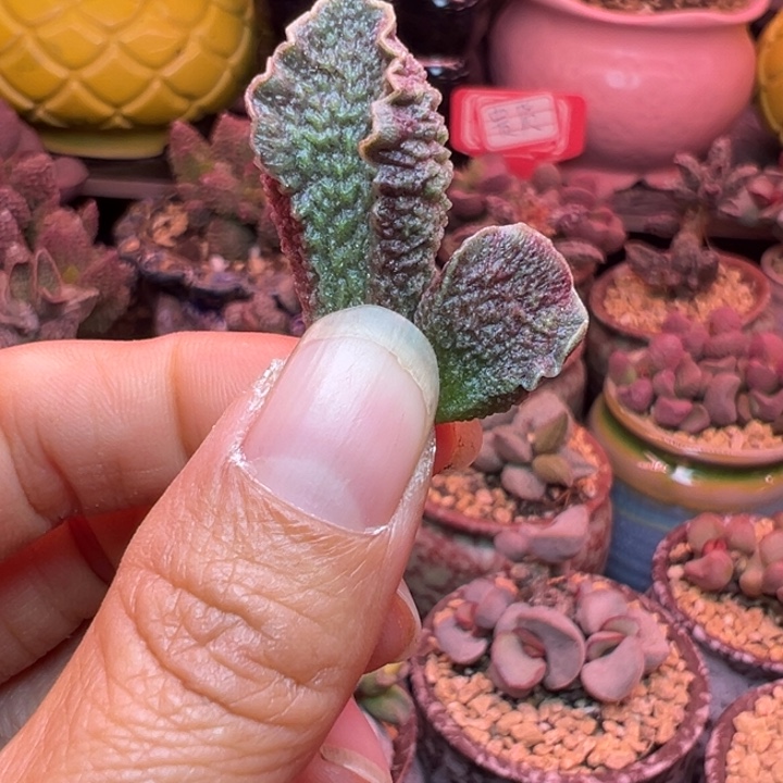 换***情吉祥如意等名家的书法精品