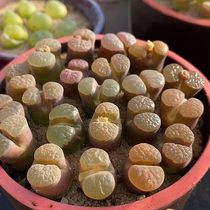 大班克磁铁一颗    买2送1