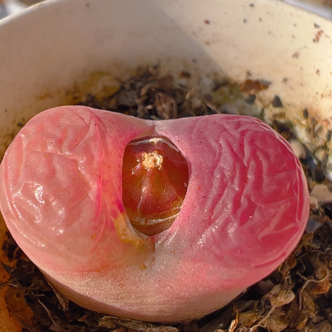 69多肉植物百科知识