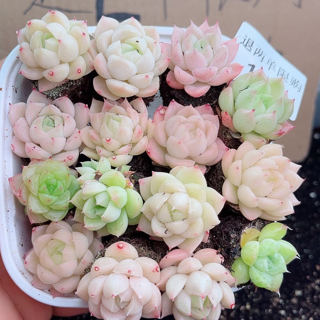 1-80 新疆西藏内蒙不发12.8包邮2-3公分多肉