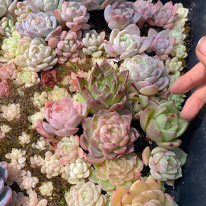 64 多肉植物盆栽花卉植物