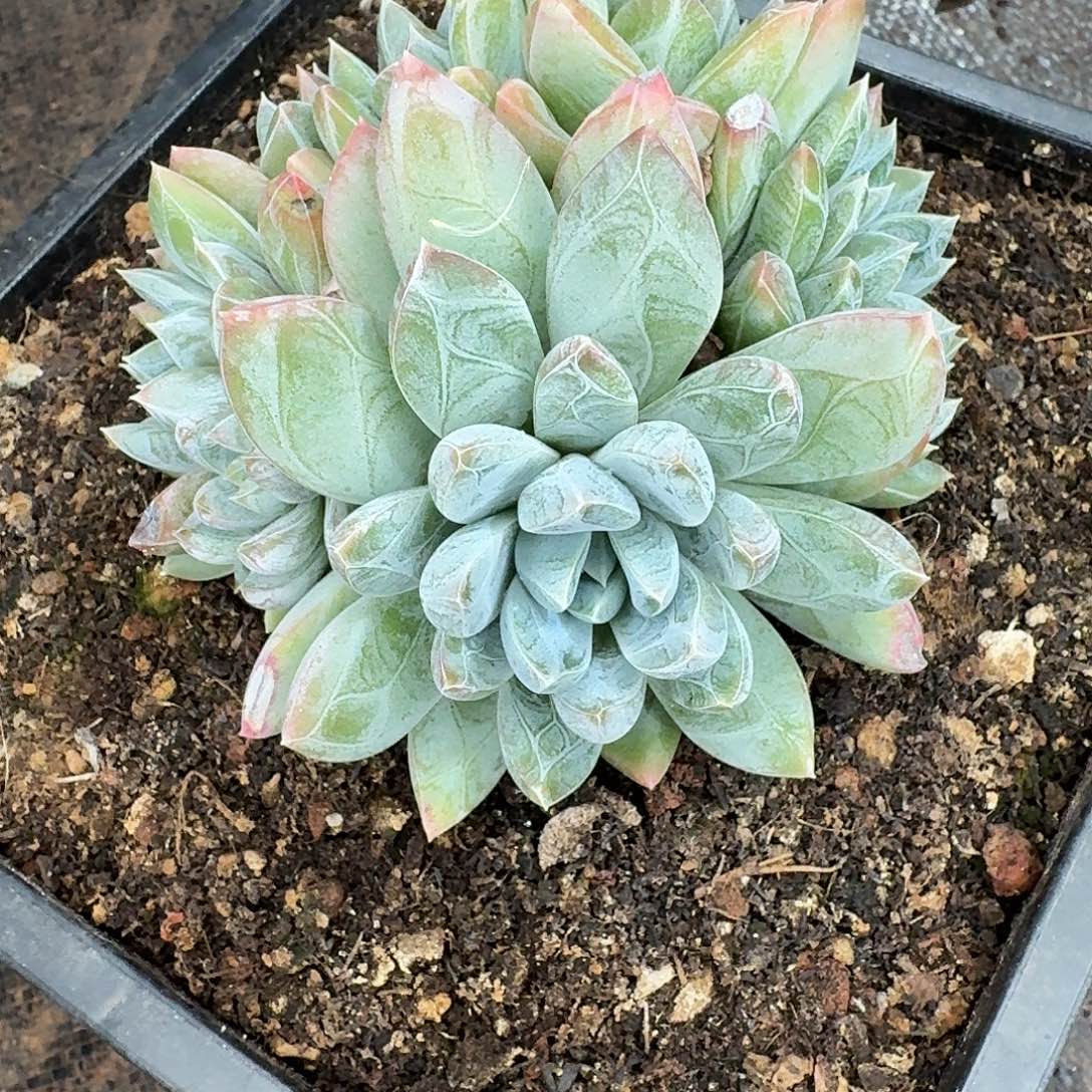 周***周周姐戴娜一颗孔雀开屏