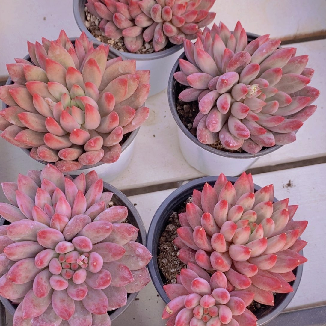 28-19-精品老桩红虞美人群一个