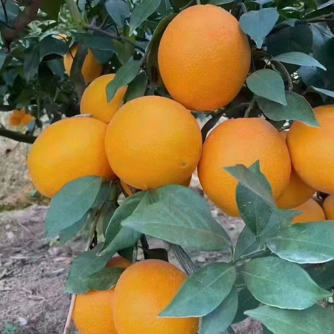 正宗赣南脐橙赣州安远果园直发新鲜供应应季水果