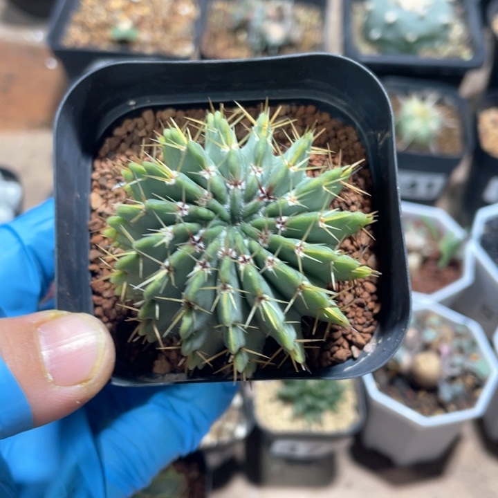 583白狮子仙人球