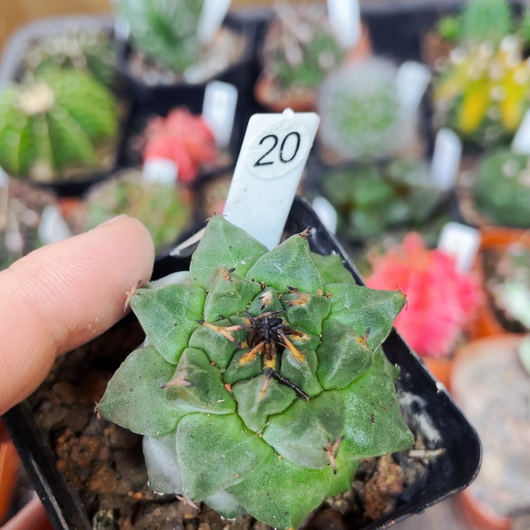 红花娇丽非偏远地区满25包邮仙人球