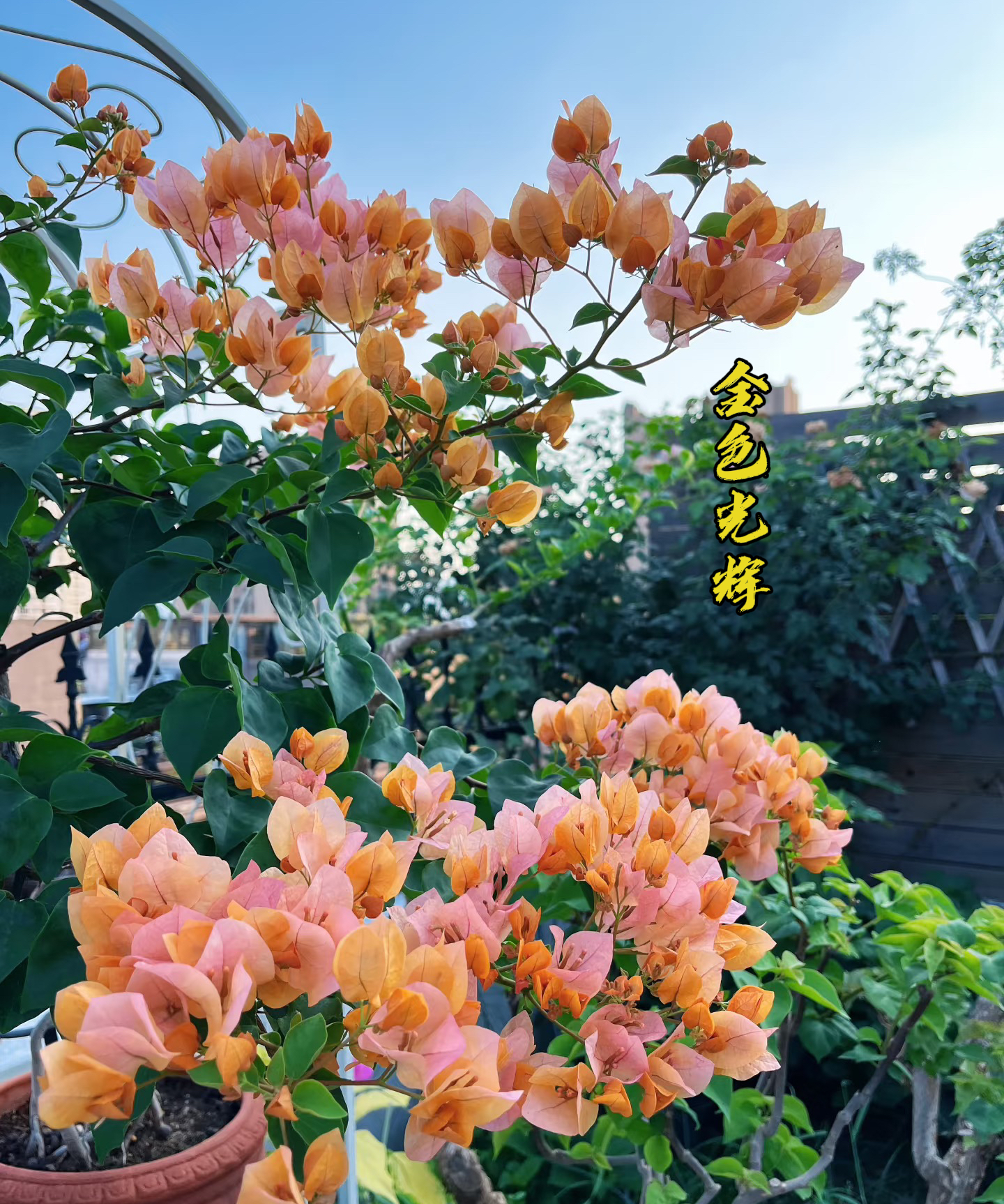 【金色光辉】 三角梅花卉勤花四季开花基地直发