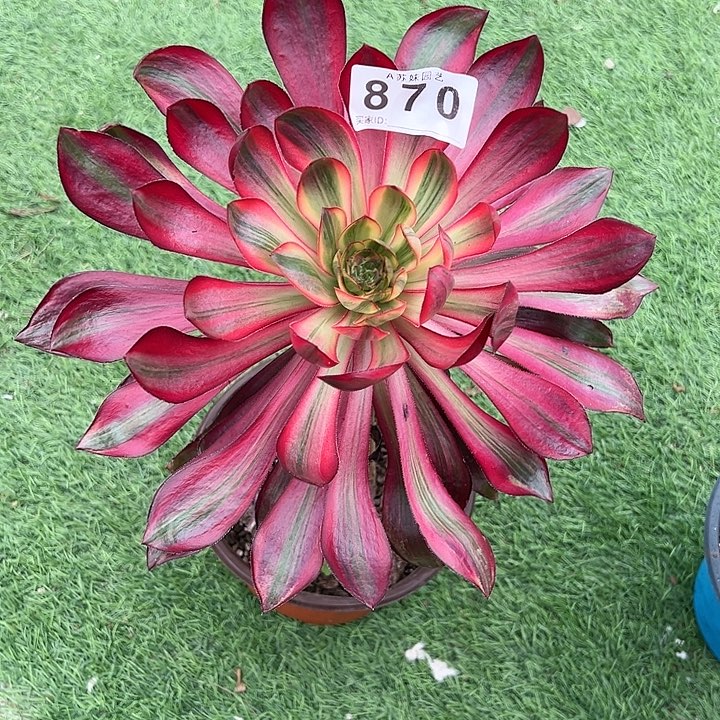 870乌拉多肉植物