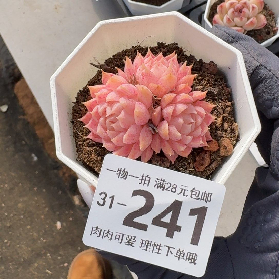 朱砂痣无盆土发货
