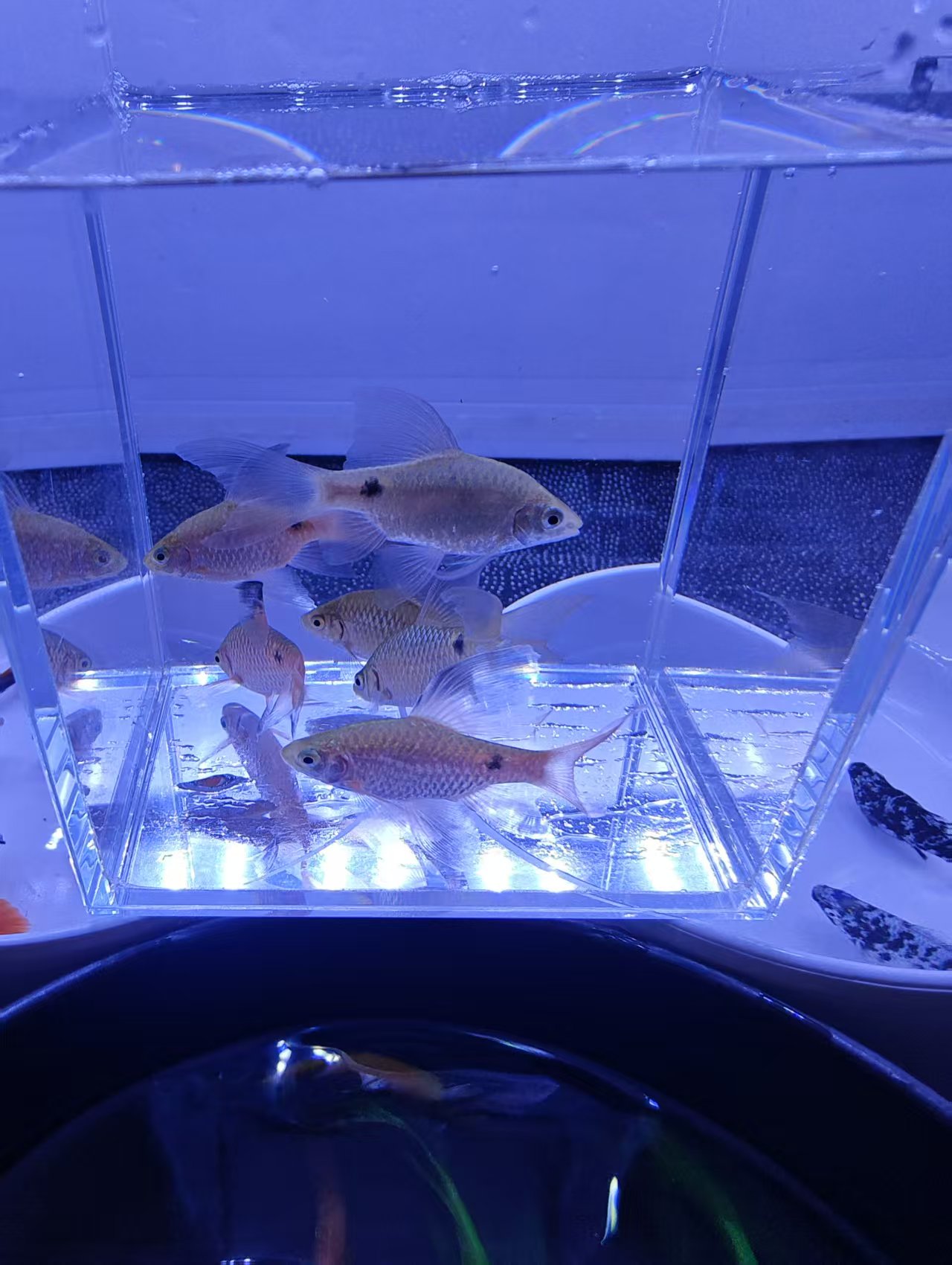 大帆玫瑰鲫 6条   小型热带淡水观赏鱼  适合新手好养耐活