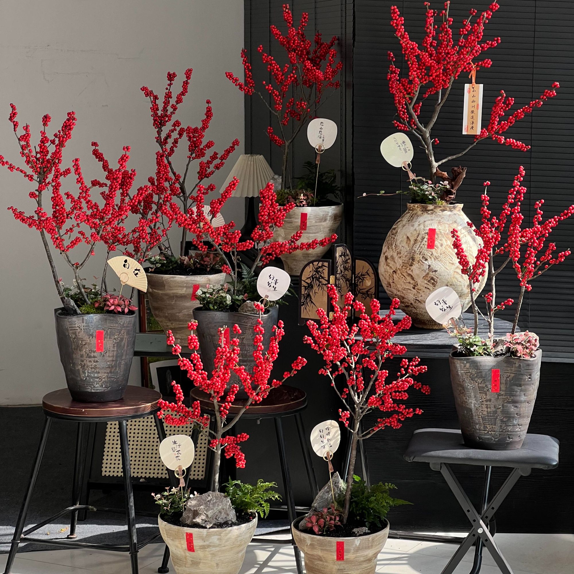 【郭公子专属】【6年老桩精品北美冬青盆栽】云南源头基地现剪现发