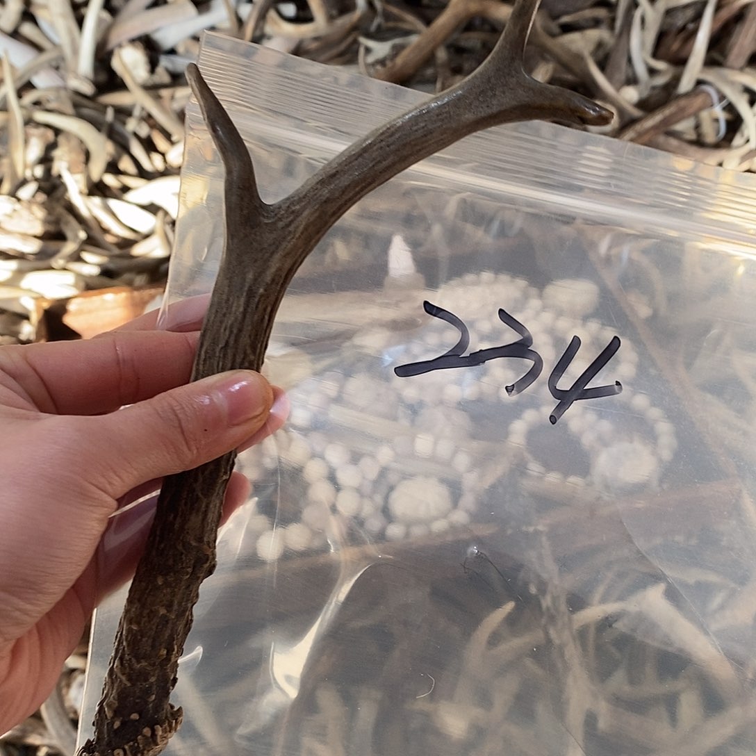 文***非金属鹿角鹿角鹿角