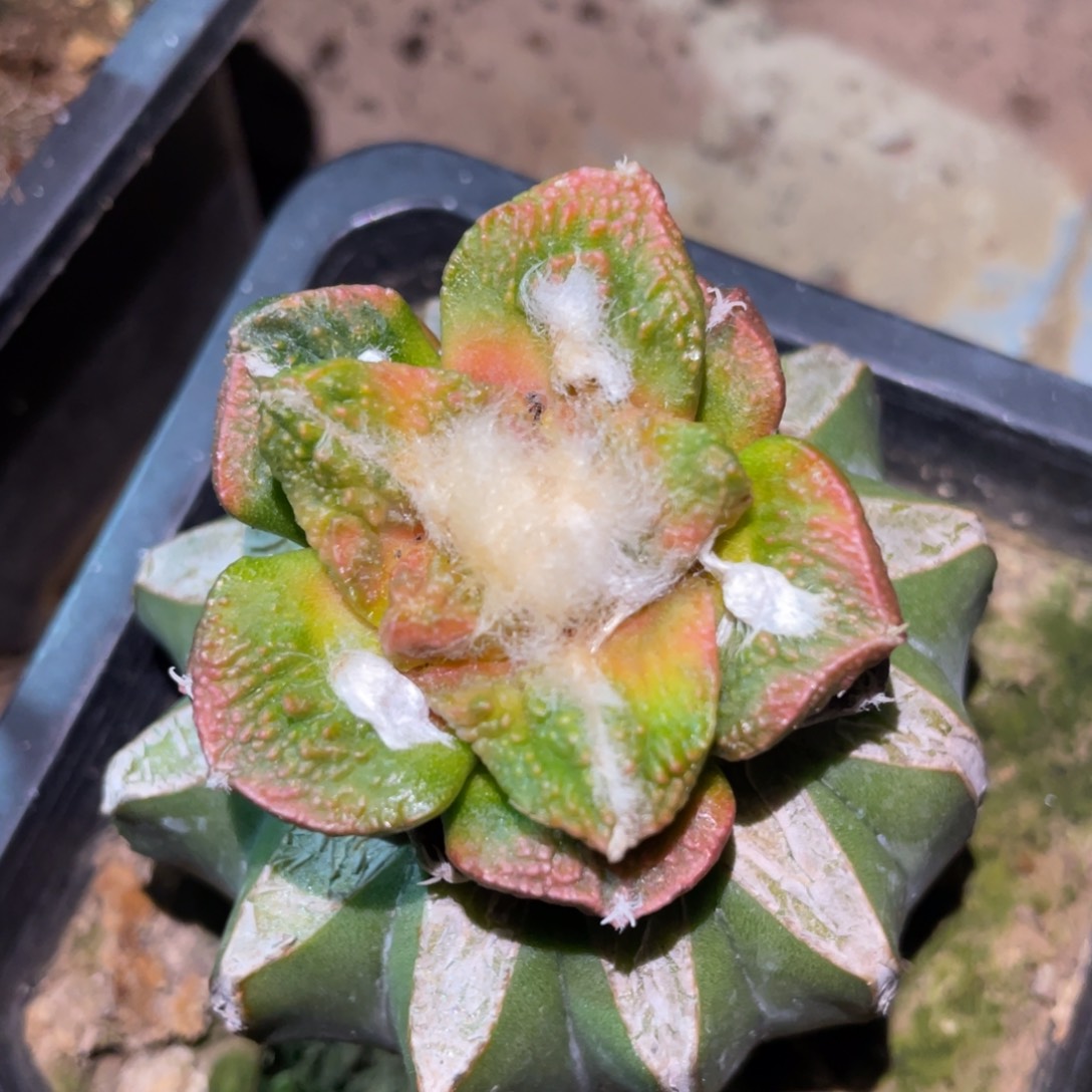 底犹拉丝纹 菜花牡丹锦