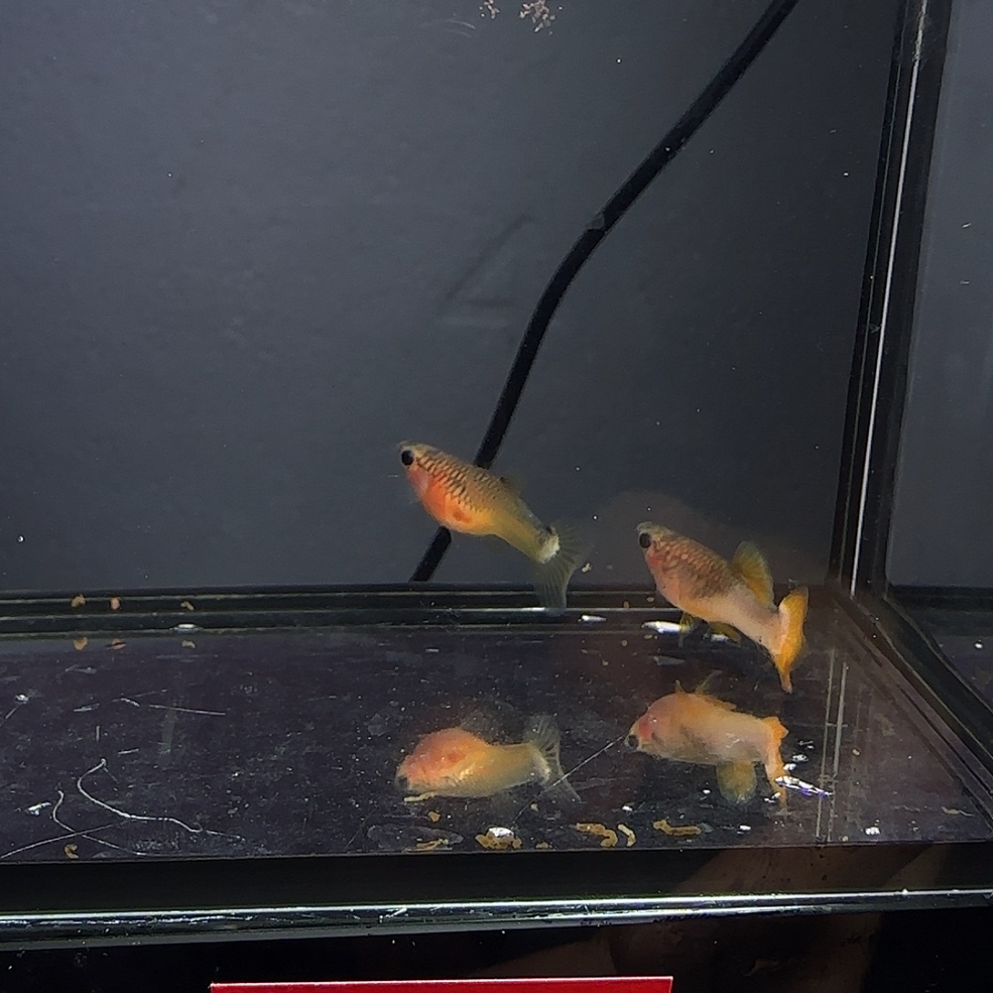 孔雀鱼粉猫一对！！