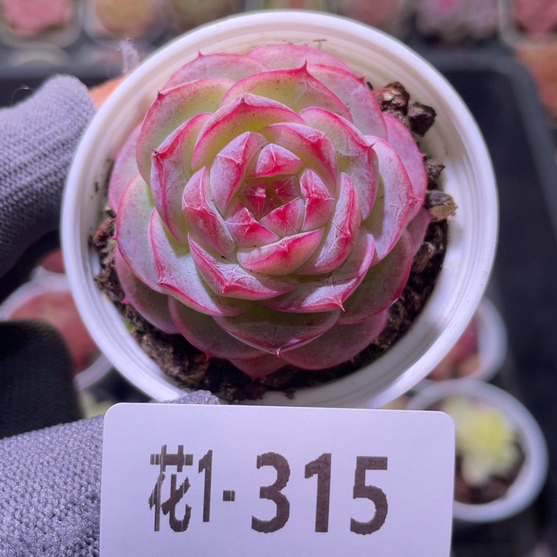 花利美1-315女王 