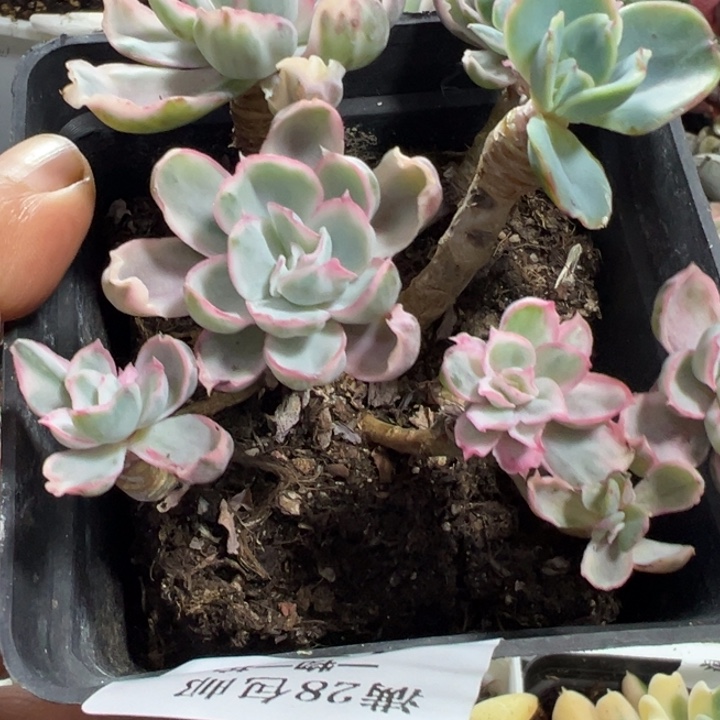 伯克利锦多肉植物472