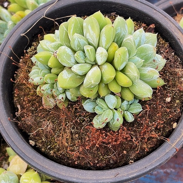 1颗美人系列多肉植物