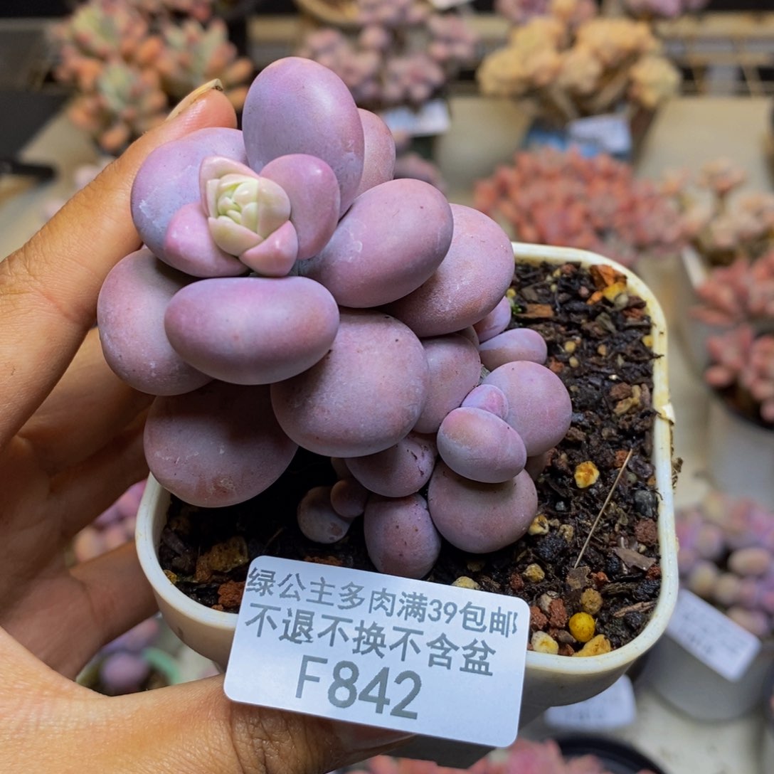 842橙奶多肉肉7c m