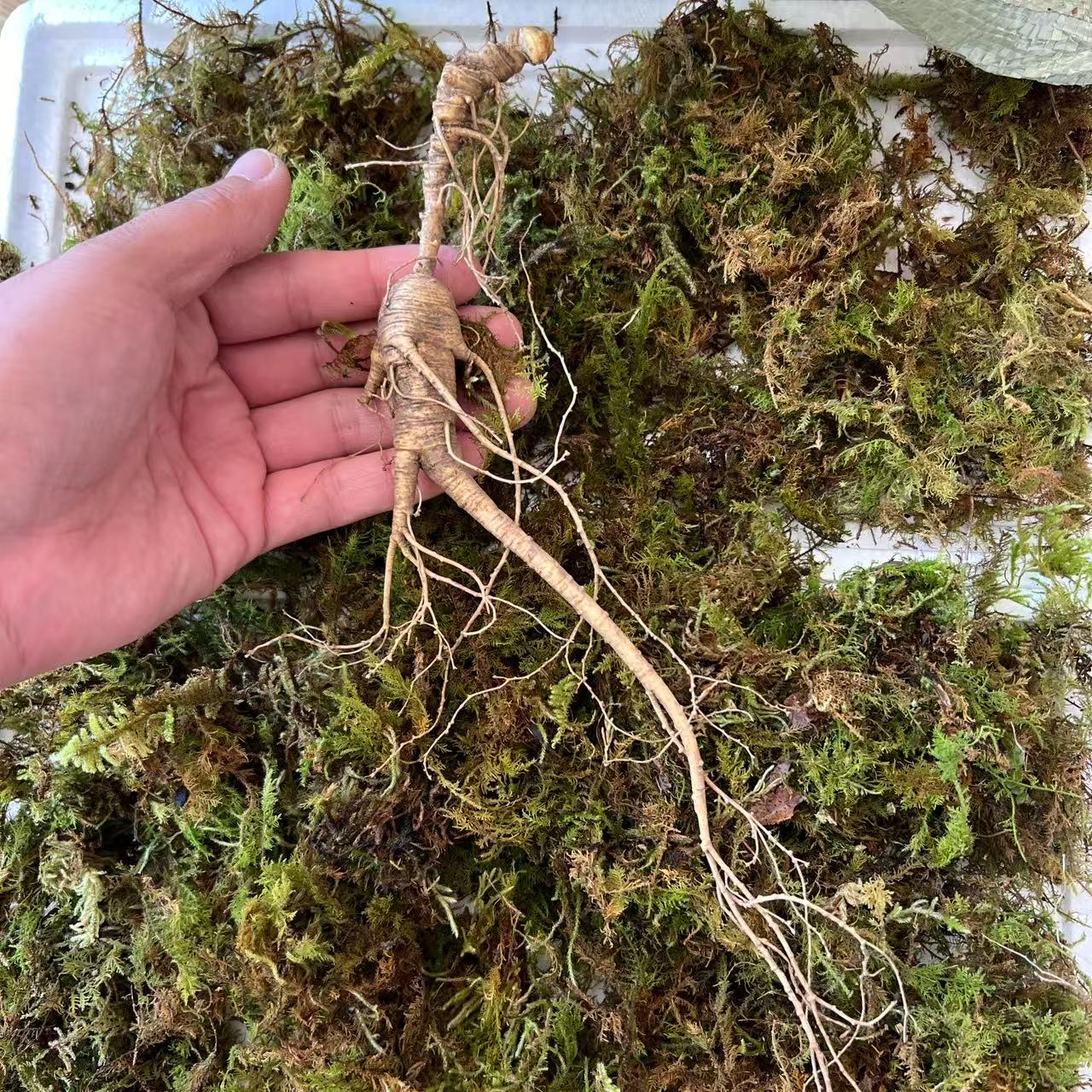 吉林林下参鲜参（10-25克）