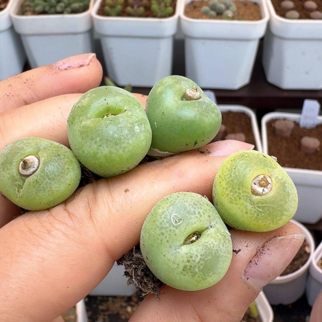 74五颗翠光尺寸1.7以上发货