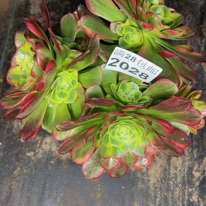 2028南奶白多肉植物