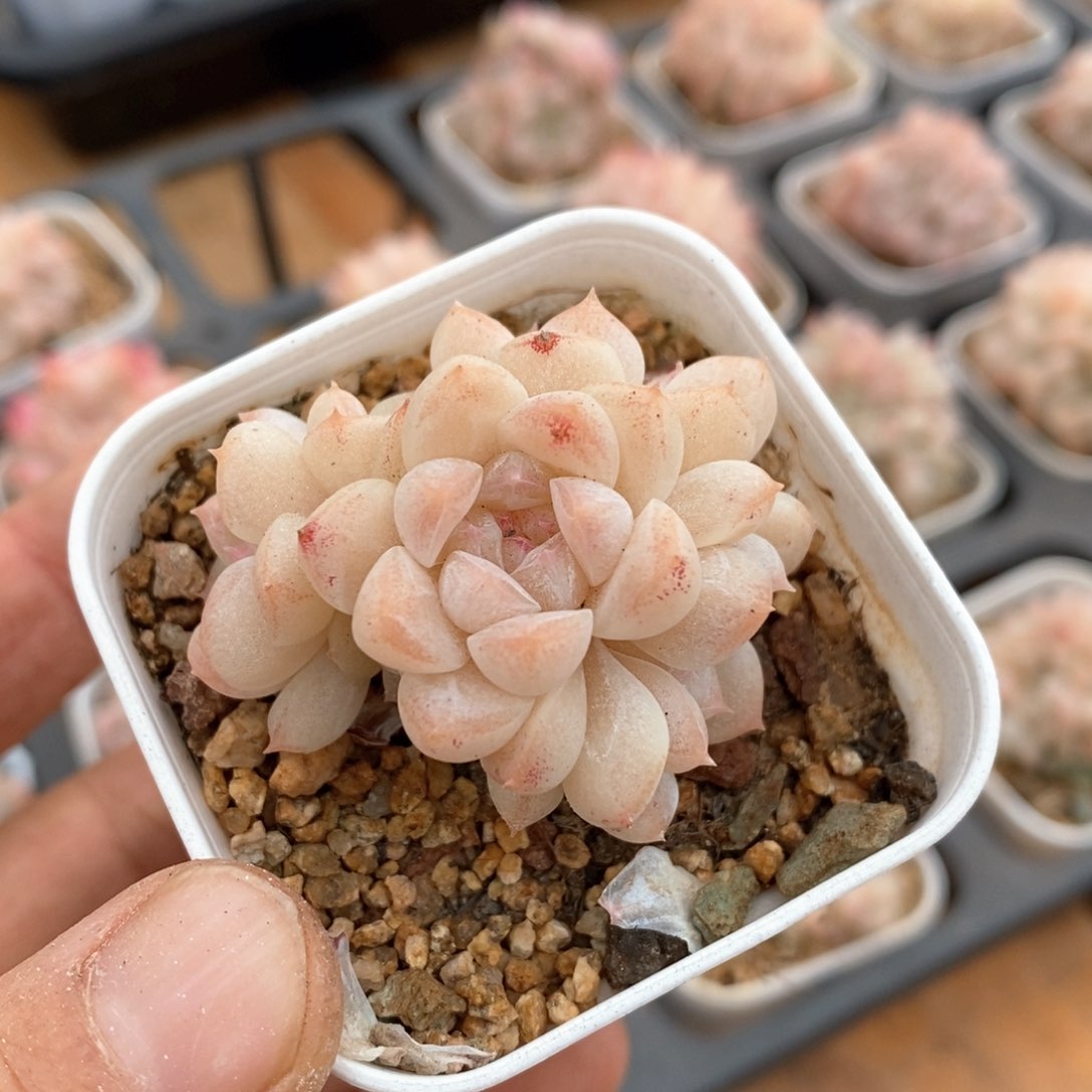 精品多肉一物一拍不包整1