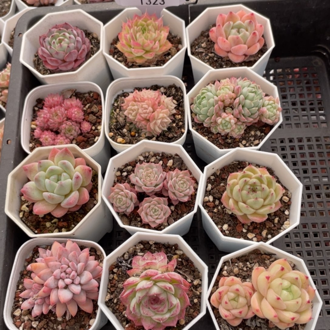 不包整散 盆子不售后1323