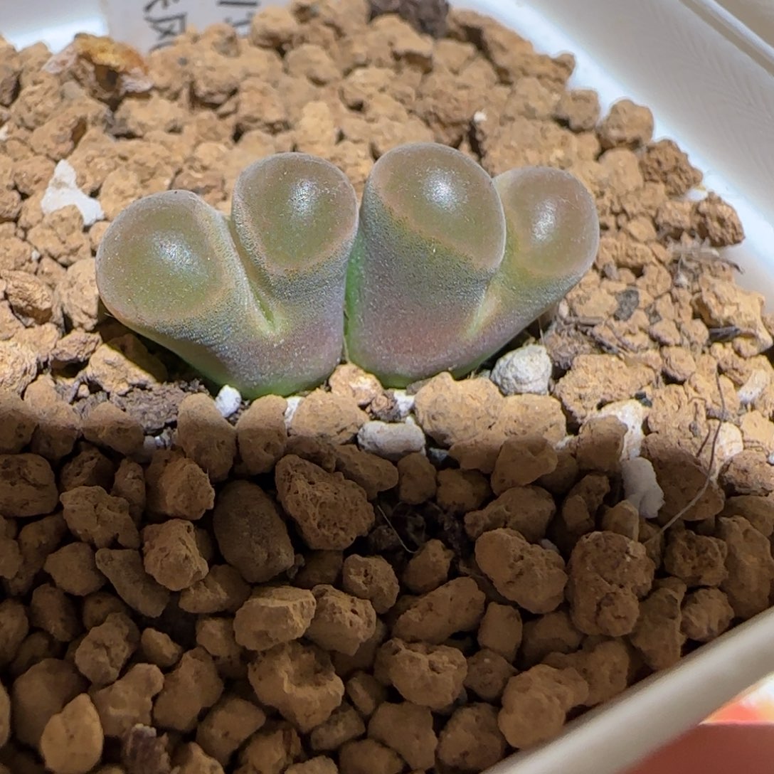 肉锥多肉植物组合-磁铁1225