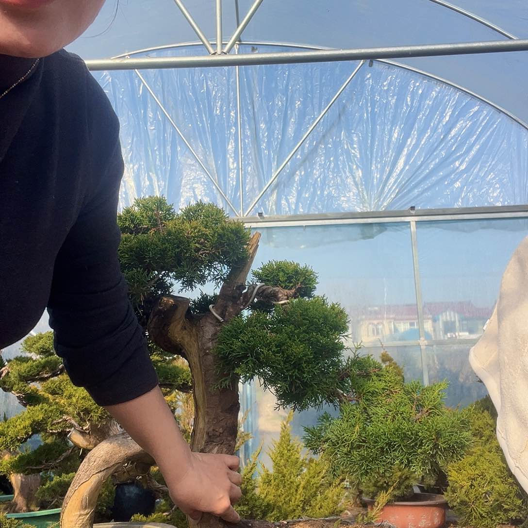 无花朵济州真柏盆景