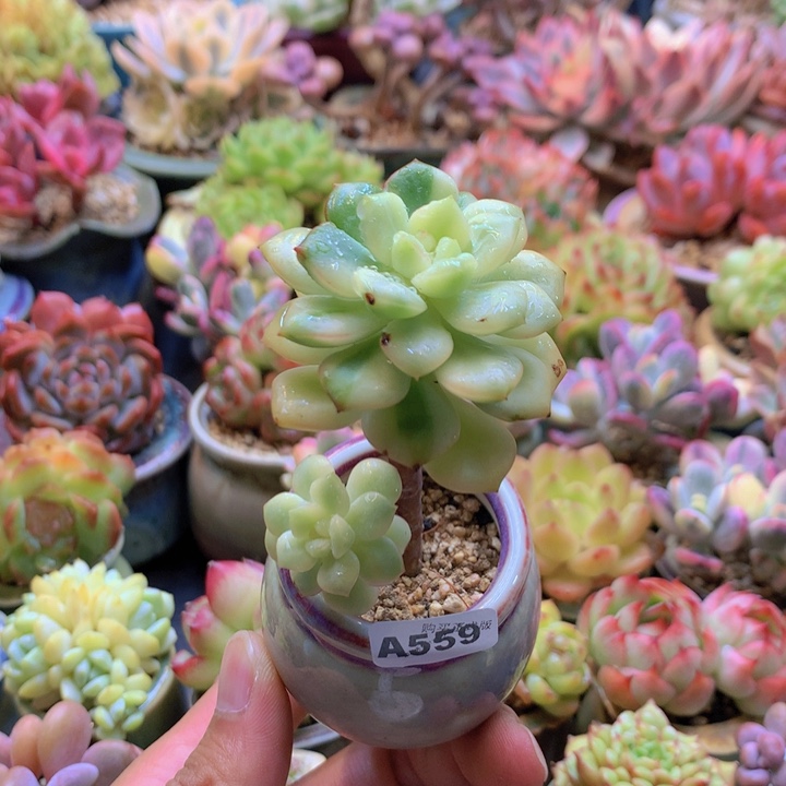 一物一拍含盆土满38包邮A559