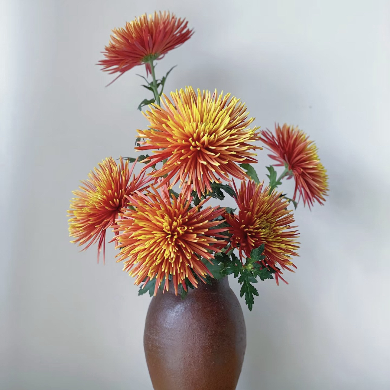 【杨鹏鲜花】烟花菊 高档氛围花材 长花期云南鲜花高级软装包邮