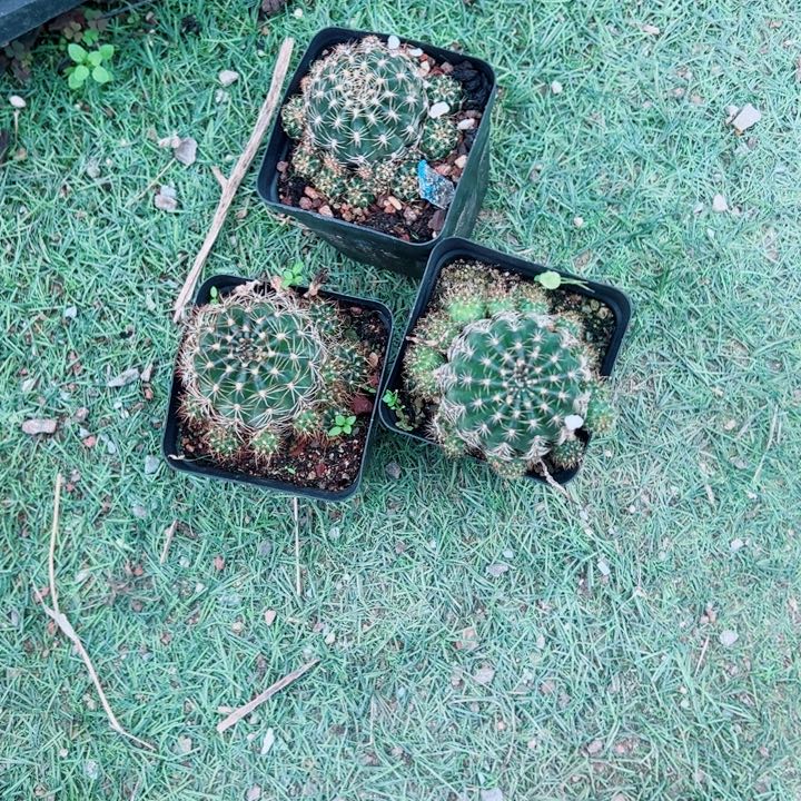 华***仔完全开放丽花3颗带盆