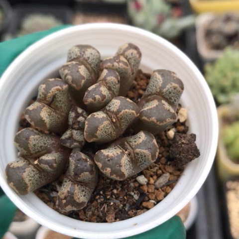 多肉肉锥 10头蝴蝶勋章