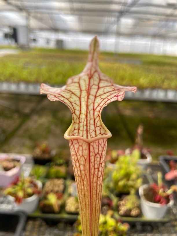 【瓶子草大苗盲盒！】瓶子草大苗超值来袭！春夏特价数量有限