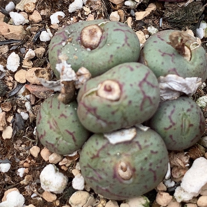 11607肉锥群生一筐