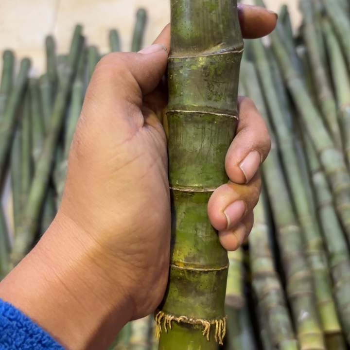 不***@实心竹竹竹竹竹竹竹竹