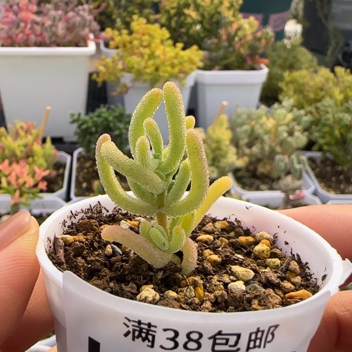 好***來722-红叶黄锦植物枝干