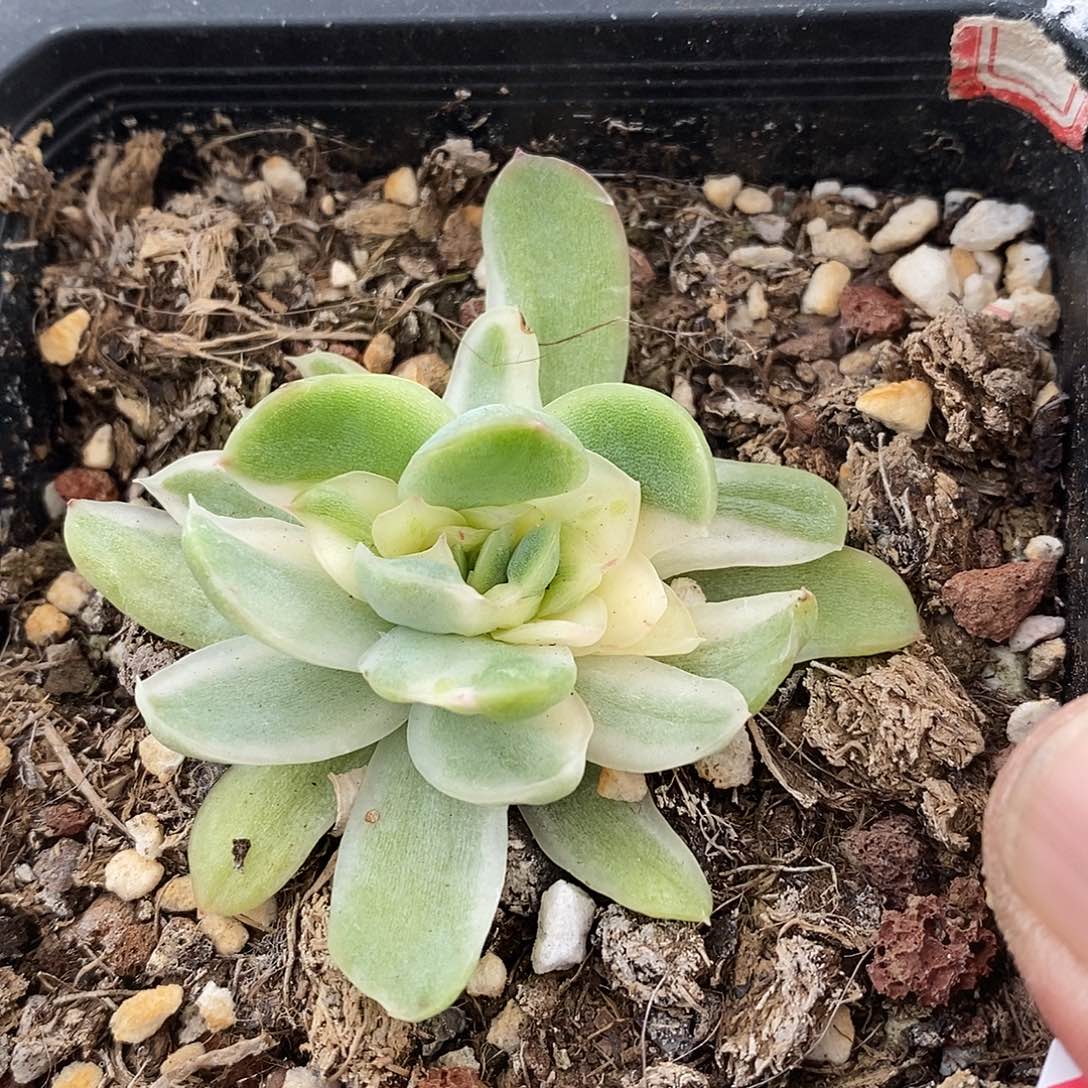 08277 蝴蝶仙子锦