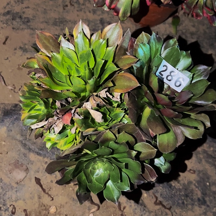 286青檬多肉植物