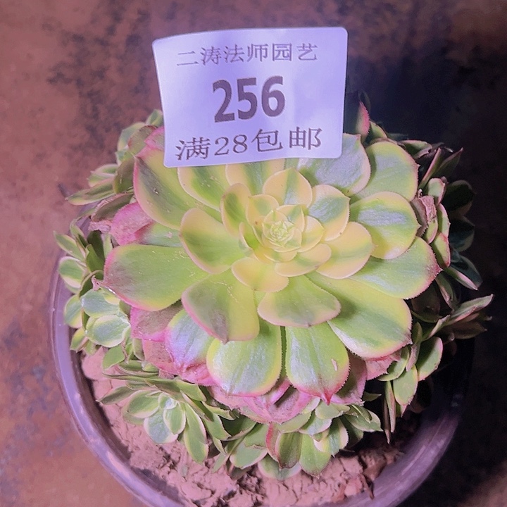 256海王多肉植物老桩