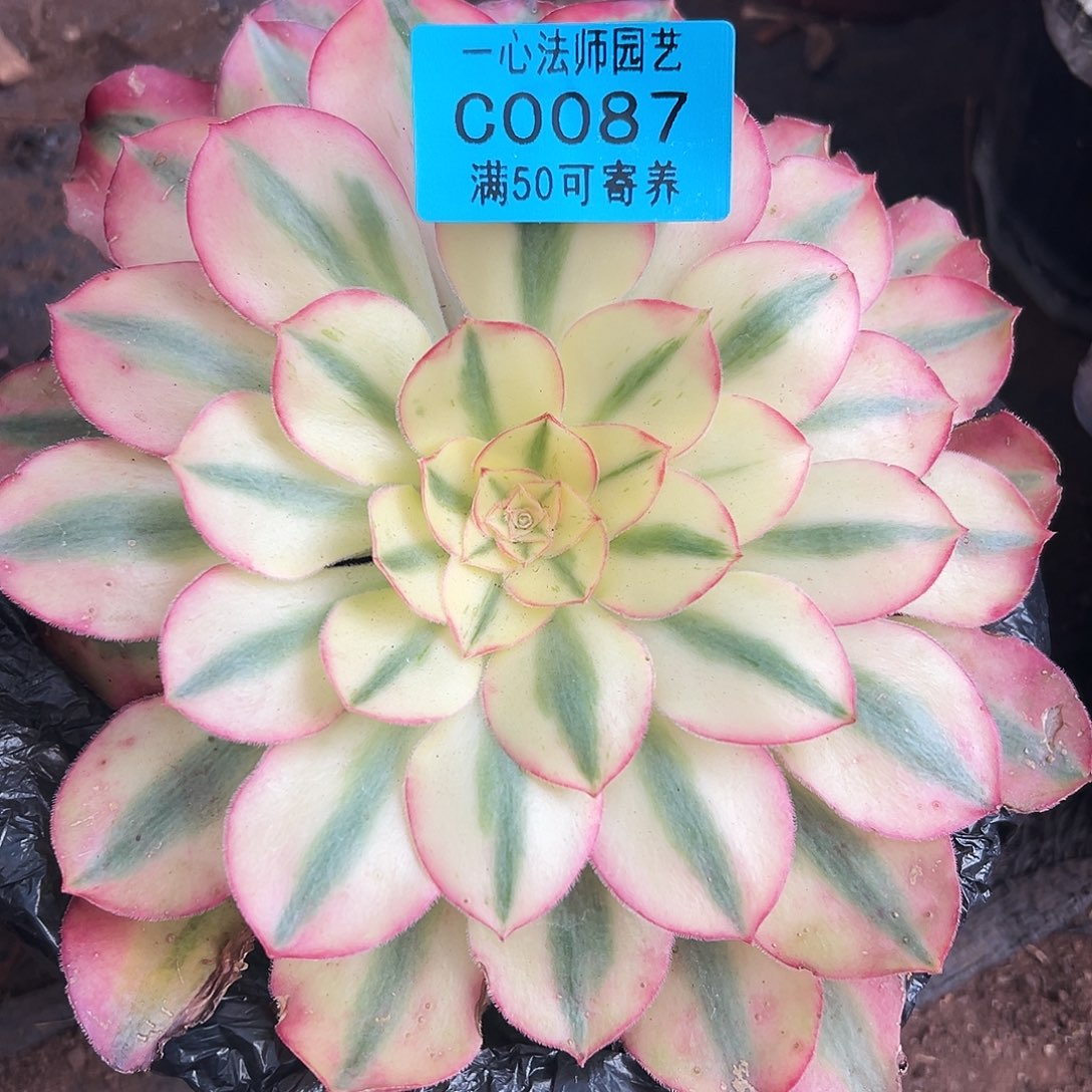 多肉植物0087爱丽丝