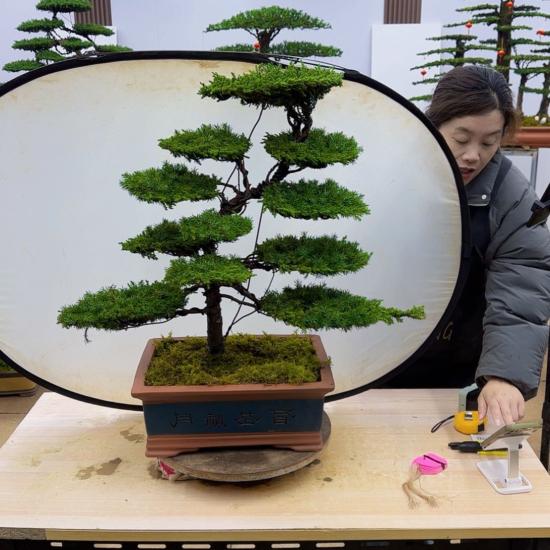 盆景直播间一物一拍