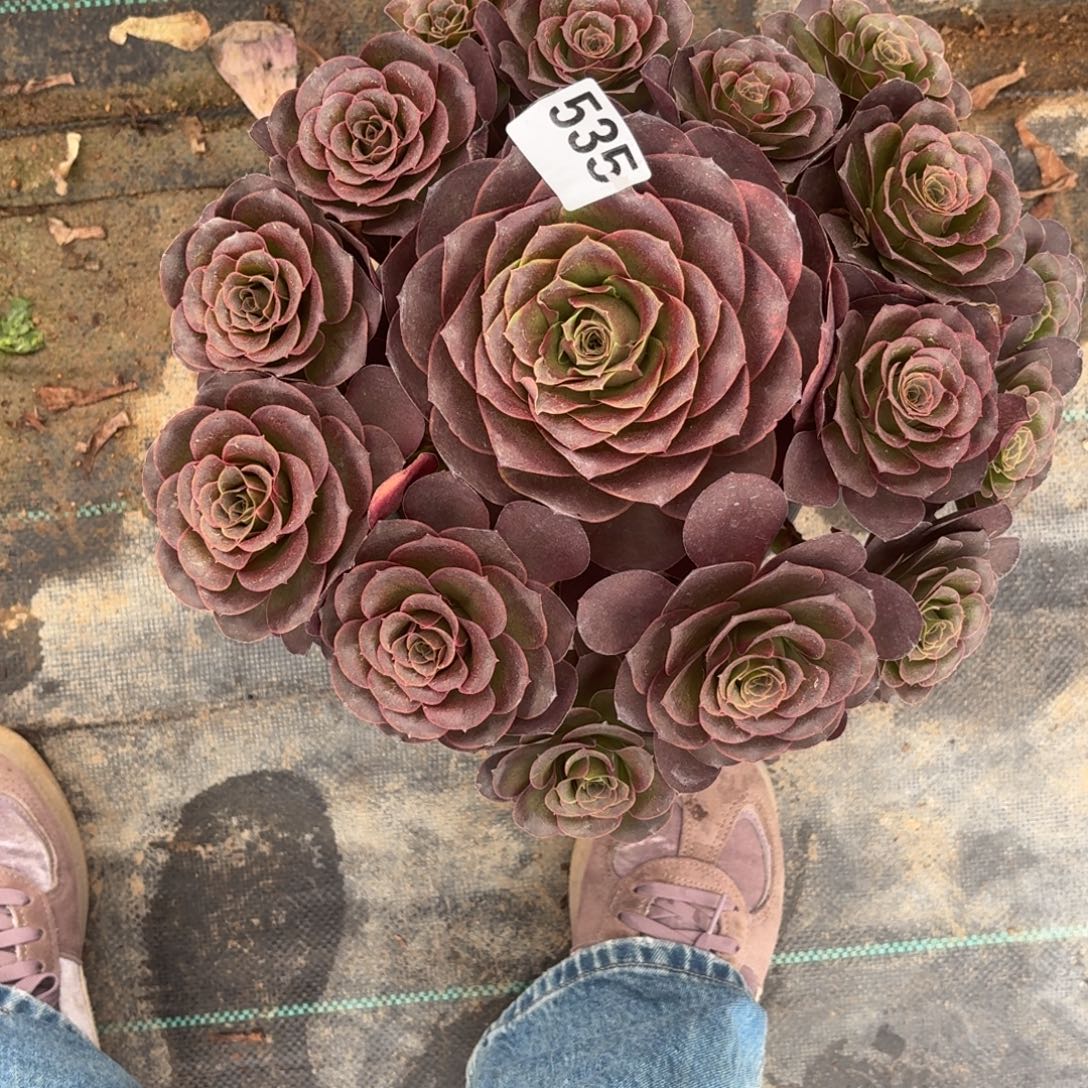 535魅金玫瑰多肉植物福利