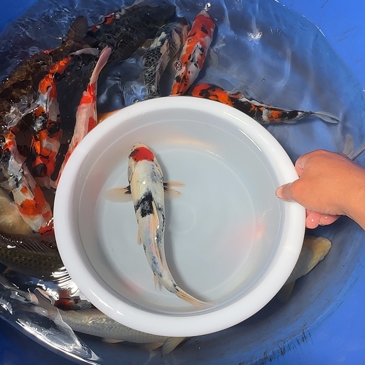 随***～锦鲤锦鲤的故事是