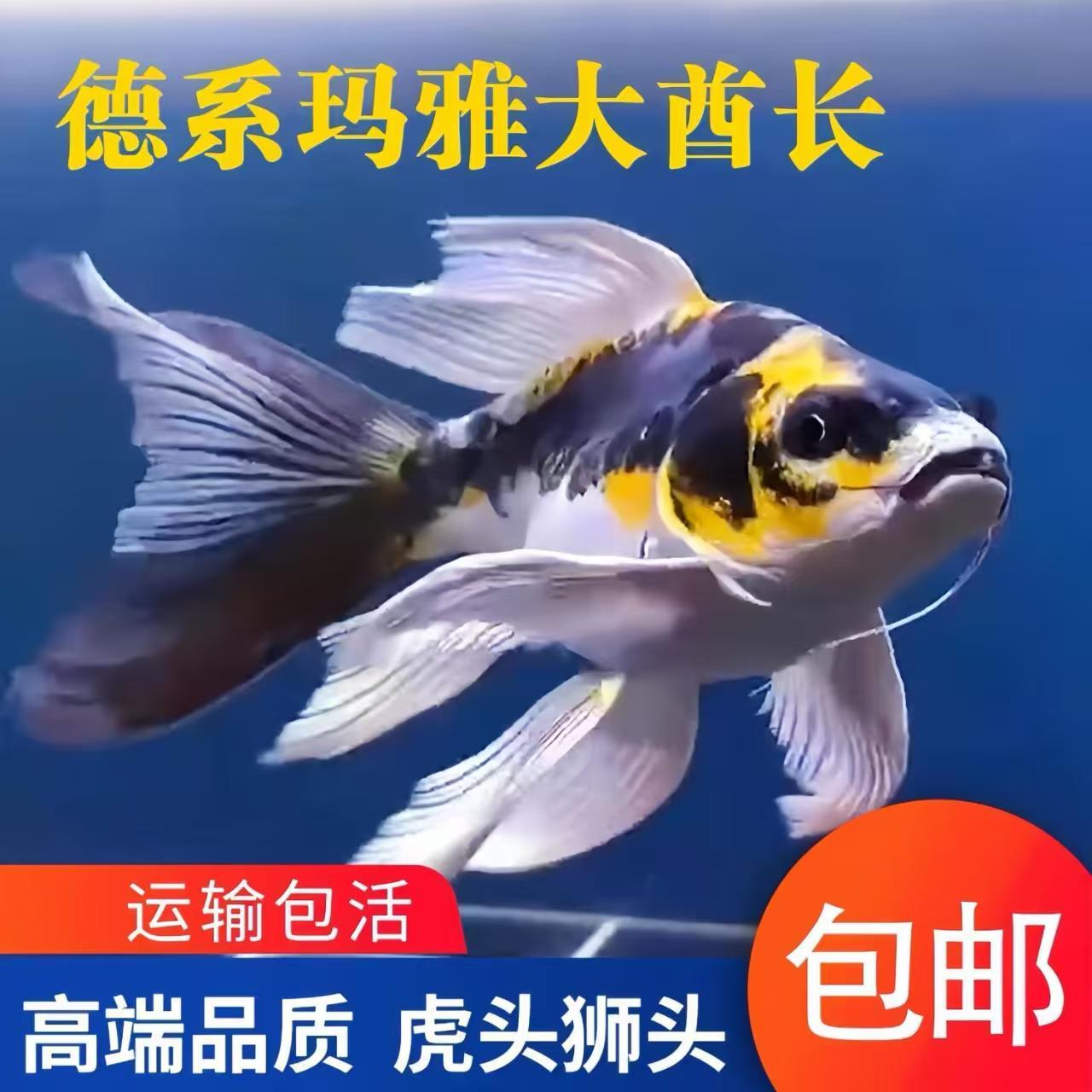 德系玛雅精品大酋长蝴蝶鲤拉尾玛雅金鱼蝴蝶鲤鱼冷水鱼渔场直销